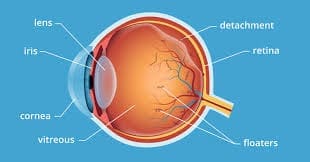 Vitreous