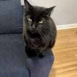 Black cat sitting on the edge of a blue couch