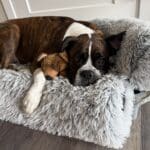 Brindle boxer laying on a dog bed sleeping with a toy